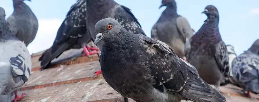 Nettoyage de fientes de pigeons sur la toiture d’un bâtiment